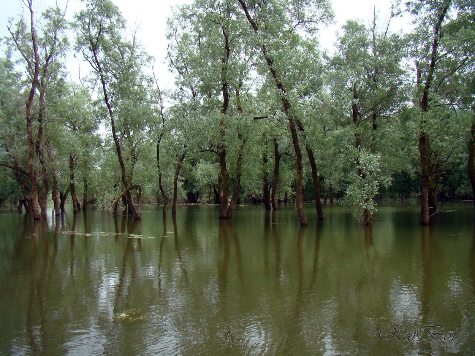 Skadarsko jezero