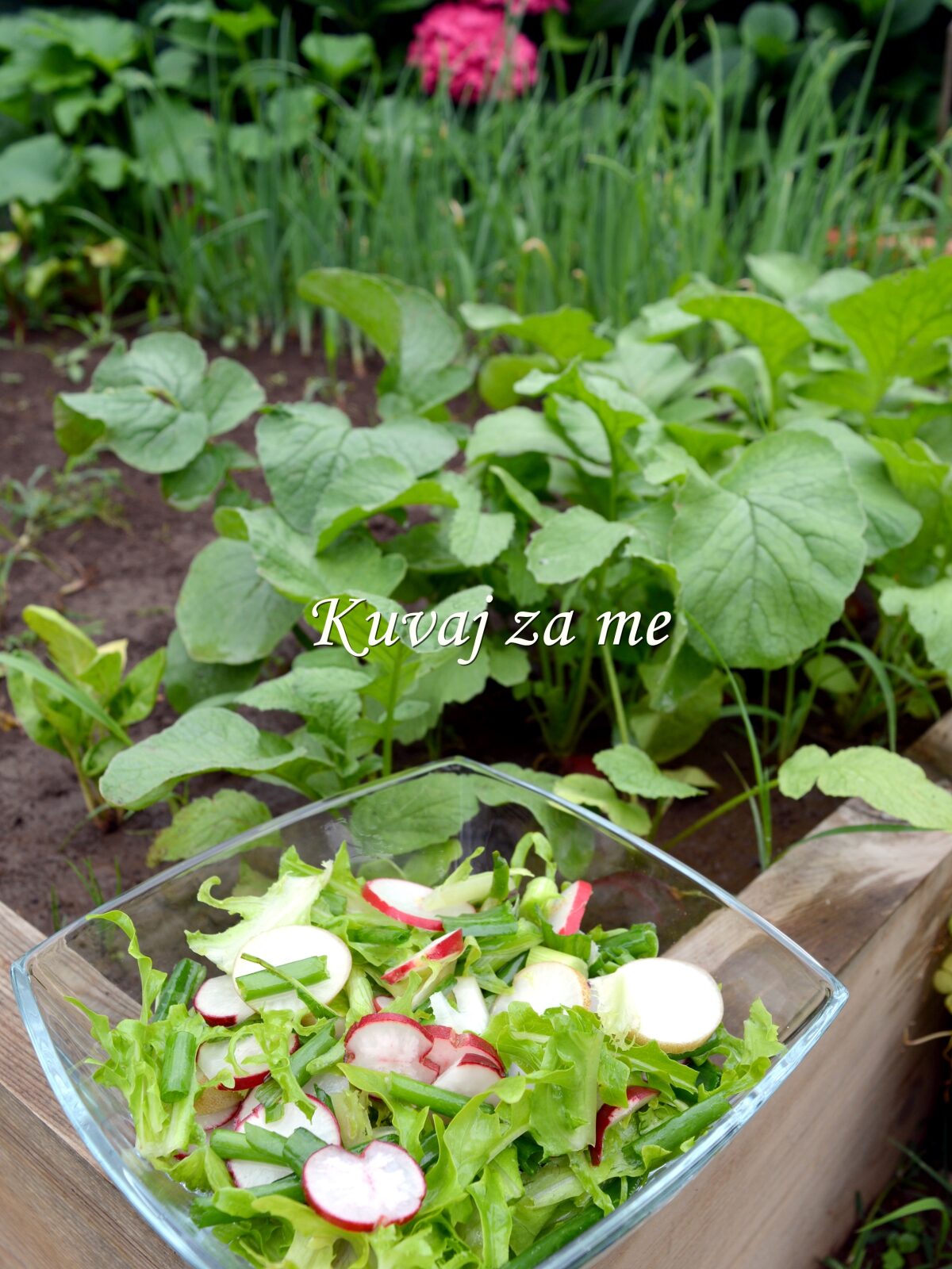 Salata od rotkvica