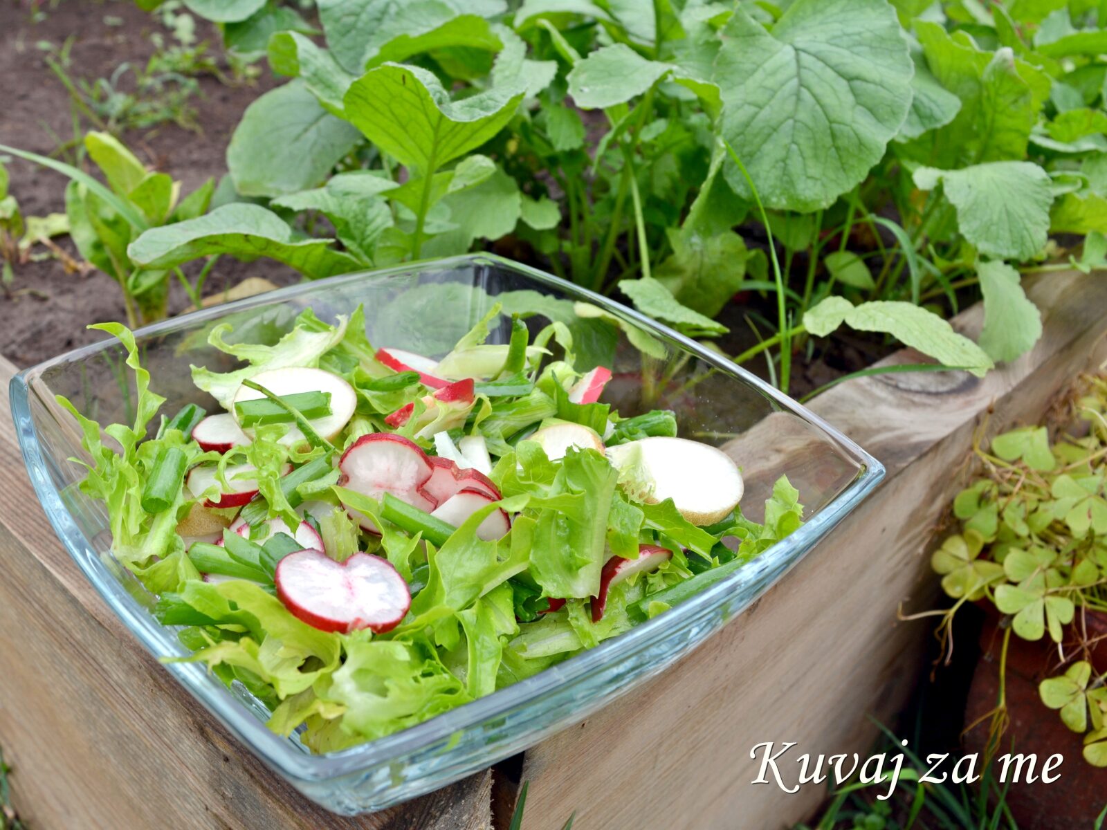 Salata od rotkvica i mladog luka